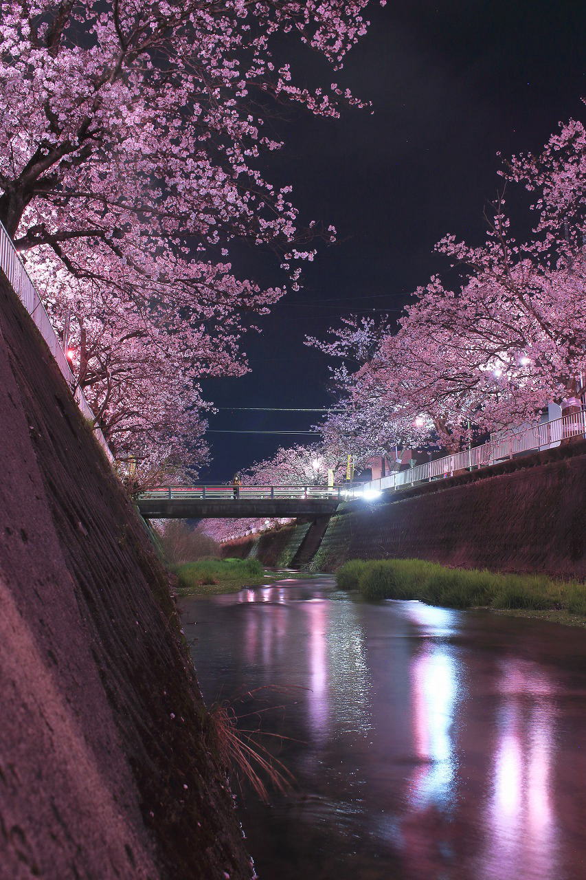 上灘公民館｜桜まつりフォトコンテスト