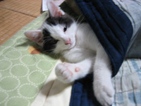 パンちゃん